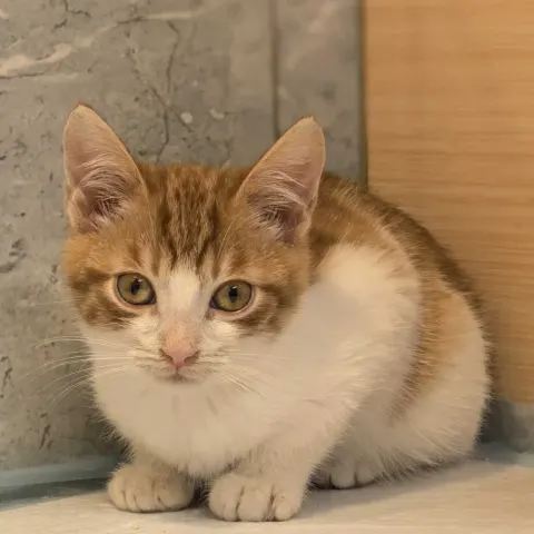 Егорка — кошка Около 1 года, Санкт-Петербург