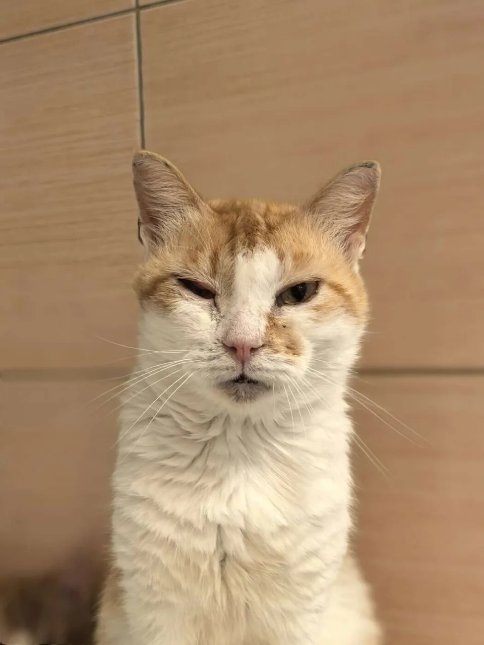 Кошка Тася, кошка, Приют «Преданное сердце», Санкт-Петербург. Фото 3 из 5.