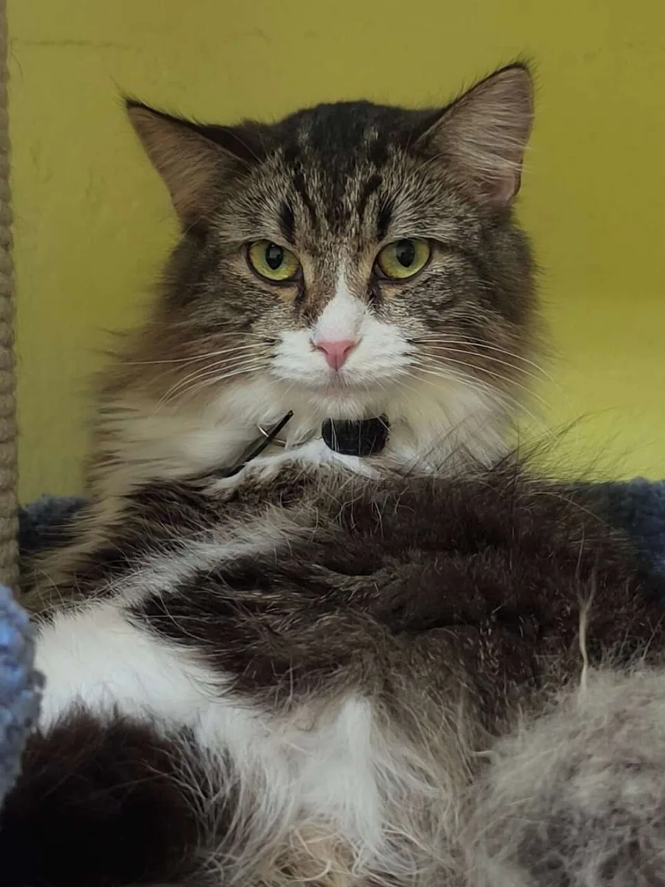 Кошка Лукерья, кошка, Приют «Преданное сердце», Санкт-Петербург. Фото 4 из 5.