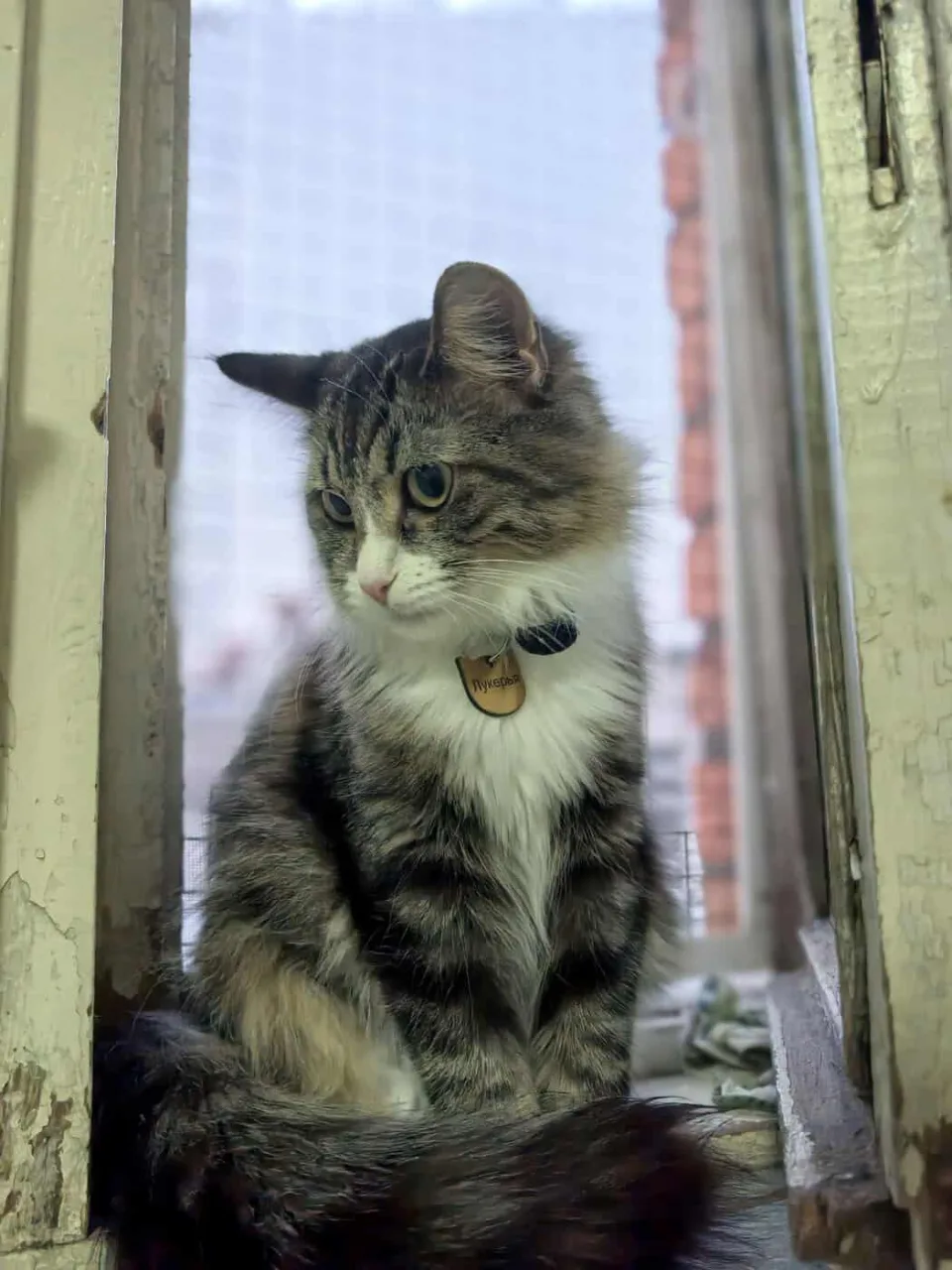 Кошка Лукерья, кошка, Приют «Преданное сердце», Санкт-Петербург. Фото 5 из 5.