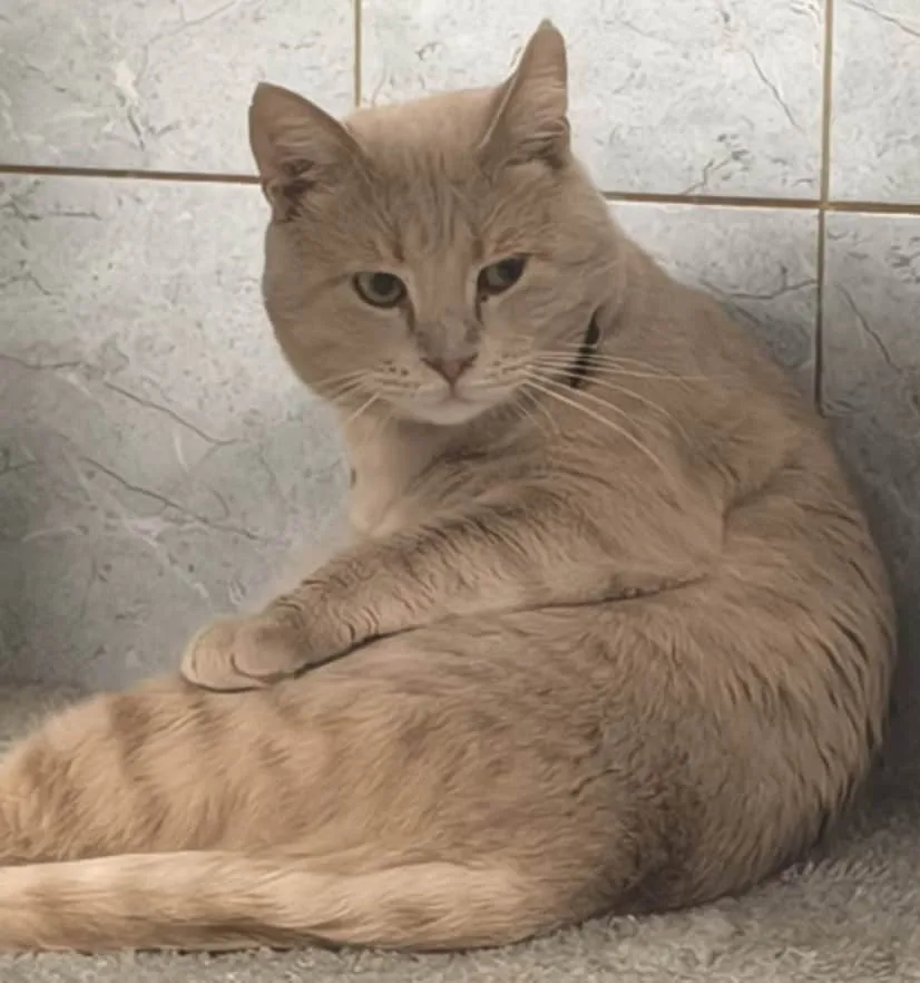 Кошка Токио, кот, Приют «Преданное сердце», Санкт-Петербург. Фото 3 из 8.