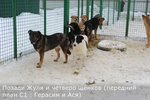 Собака Жуля, сука, Приют Малинки (Кожухово), Москва. Фото 5 из 12.
