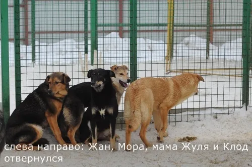 Собака Жуля, сука, Приют Малинки (Кожухово), Москва. Фото 6 из 12.