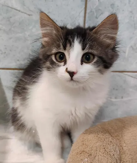 Меркурий — кошка Около 1 года, Санкт-Петербург