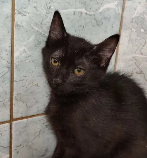 Сименс — кошка Около 1 года, Санкт-Петербург