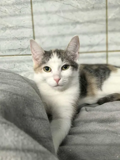 Ризотта — кошка Около 1 года, Санкт-Петербург