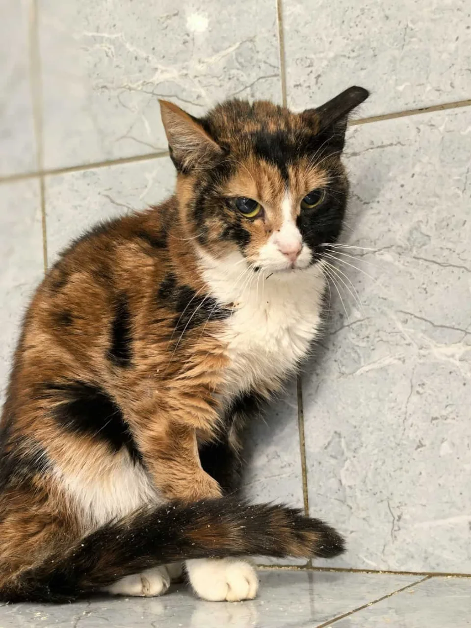 Кошка Джелли, кошка, Приют «Преданное сердце», Санкт-Петербург. Фото 2 из 8.