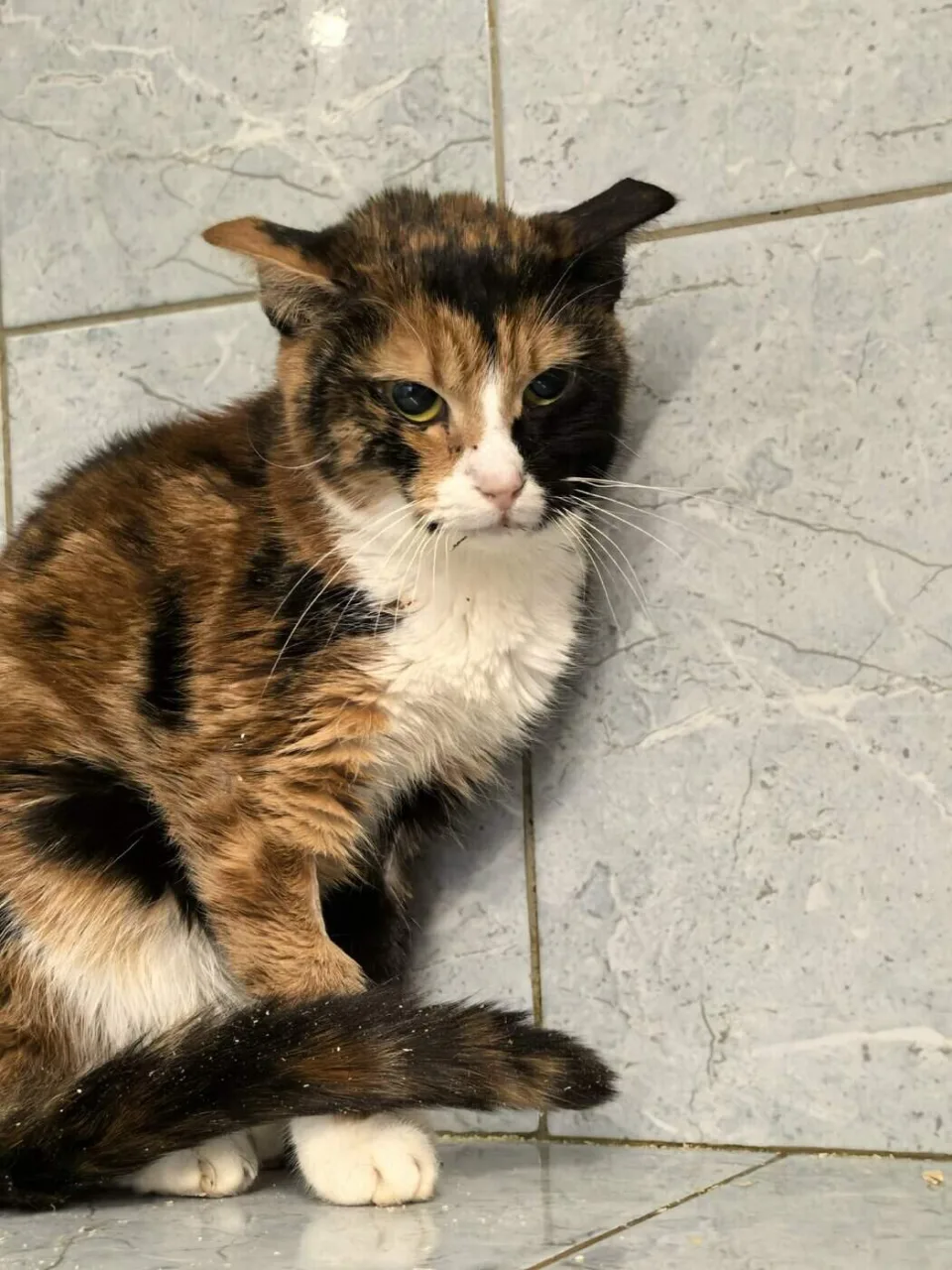 Кошка Джелли, кошка, Приют «Преданное сердце», Санкт-Петербург. Фото 3 из 8.