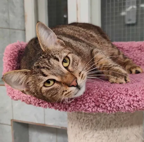 Сюсюня — кошка Около 3 лет, Санкт-Петербург