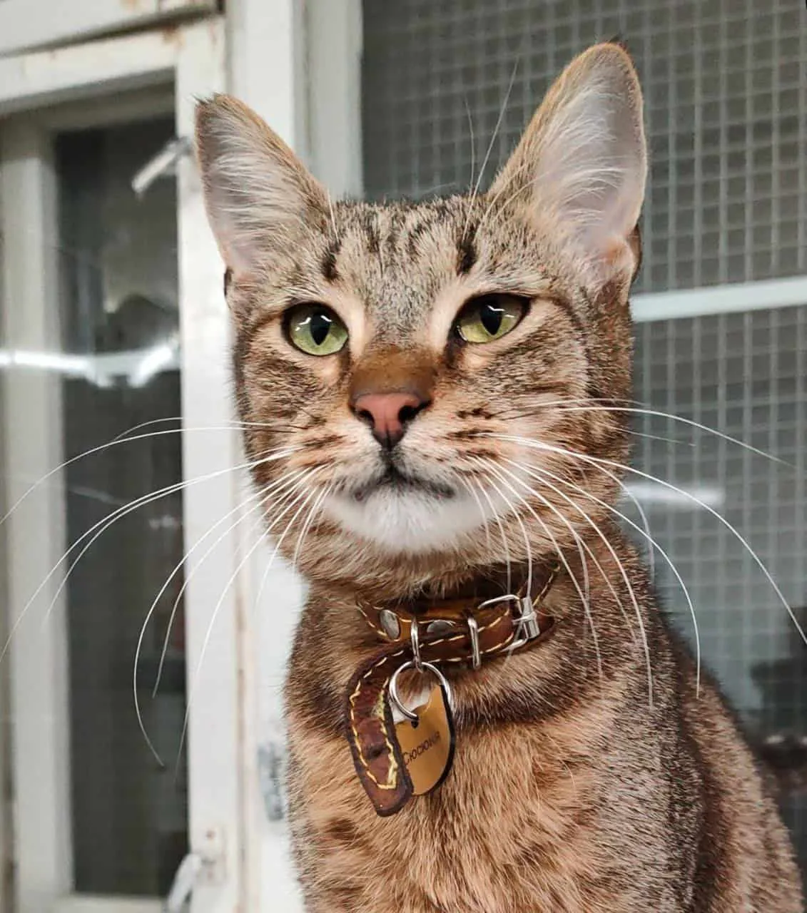 Кошка Сюсюня, кошка, Приют «Преданное сердце», Санкт-Петербург. Фото 3 из 6.