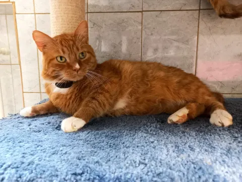 Аксель — кошка Около 4 лет, Санкт-Петербург