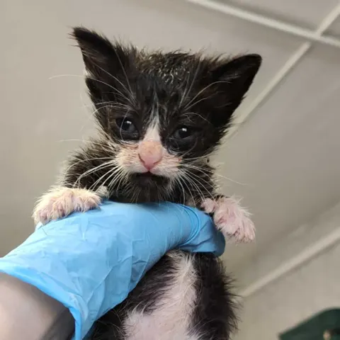 Глафира — кошка Около 1 года, Санкт-Петербург