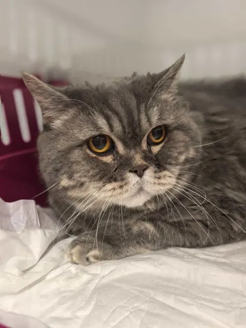 Алиса — кошка Около 11 лет, Санкт-Петербург
