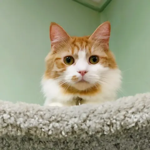 Брэд — кошка Около 1 года, Санкт-Петербург