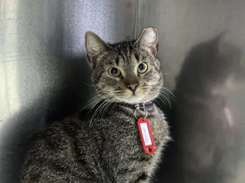 Фрейд — кошка Около 1 года, Санкт-Петербург