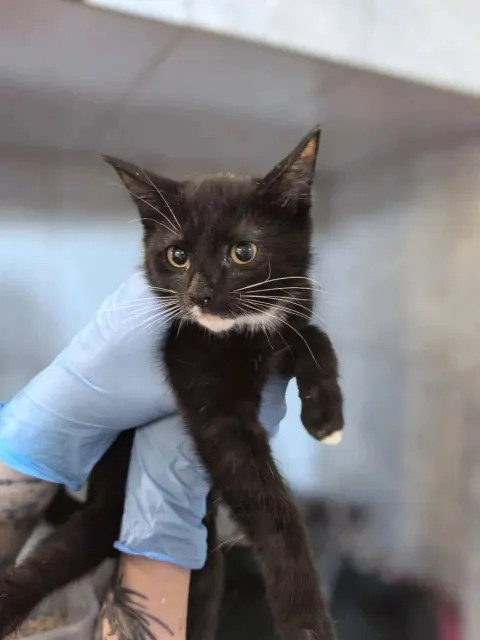 Мармеладка — кошка Около 1 года, Санкт-Петербург