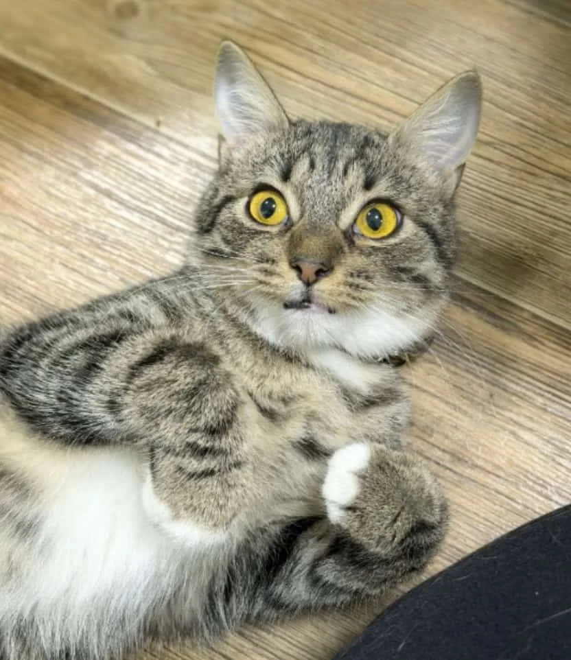 Кошка Печенька, кошка, Приют «Преданное сердце», Санкт-Петербург. Фото 6 из 7.