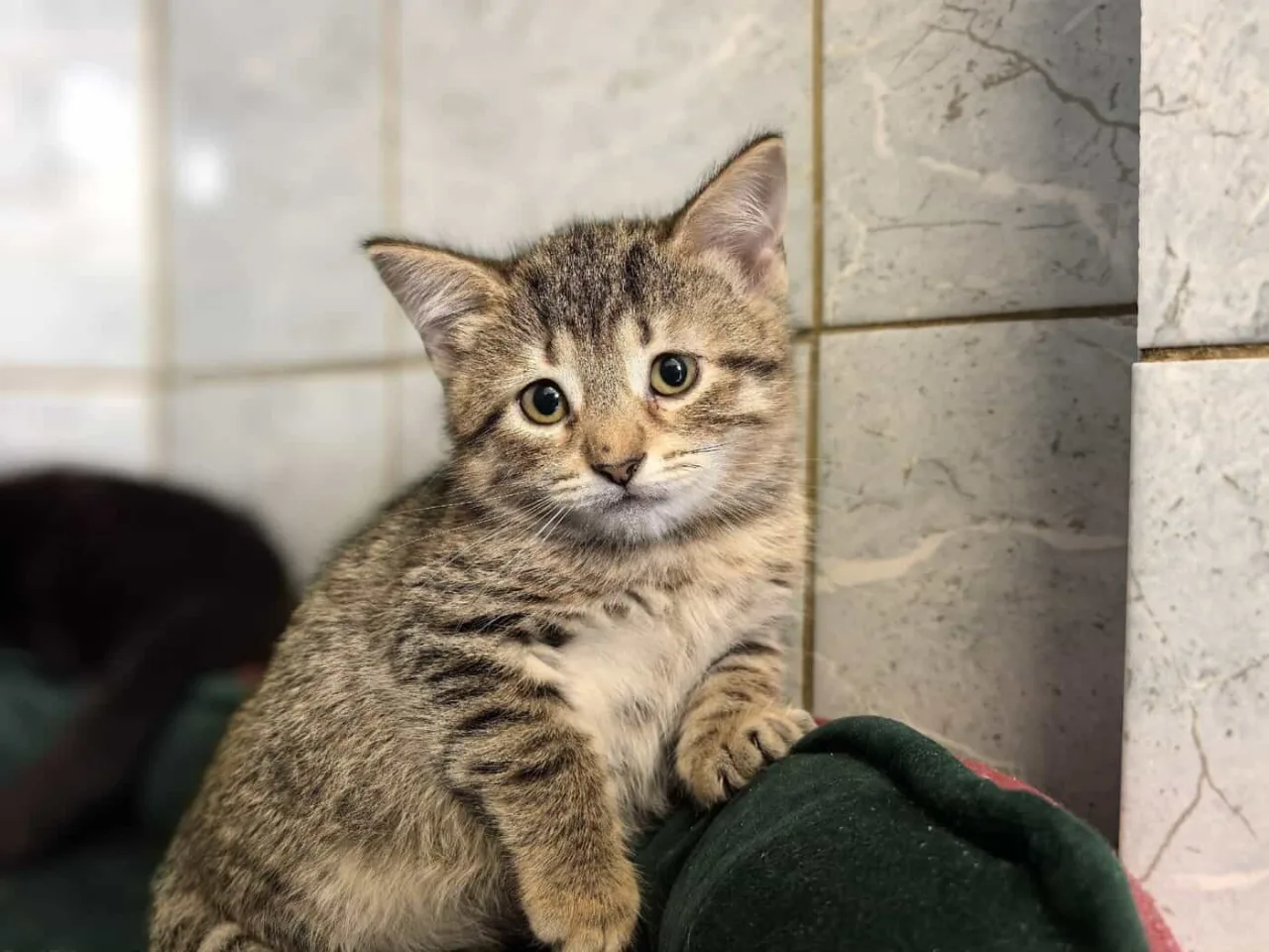 Кошка Корзиночка, кошка, Приют «Преданное сердце», Санкт-Петербург. Фото 3 из 6.