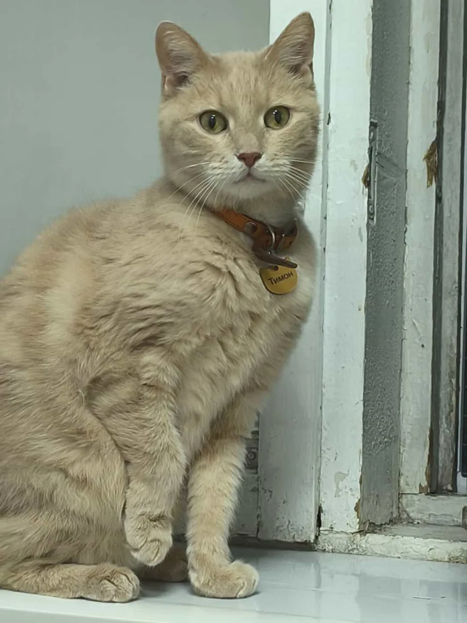 Кошка Тимон, кот, Приют «Преданное сердце», Санкт-Петербург. Фото 5 из 7.
