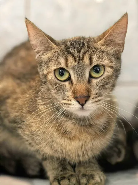 Флешка — кошка Около 3 лет, Санкт-Петербург