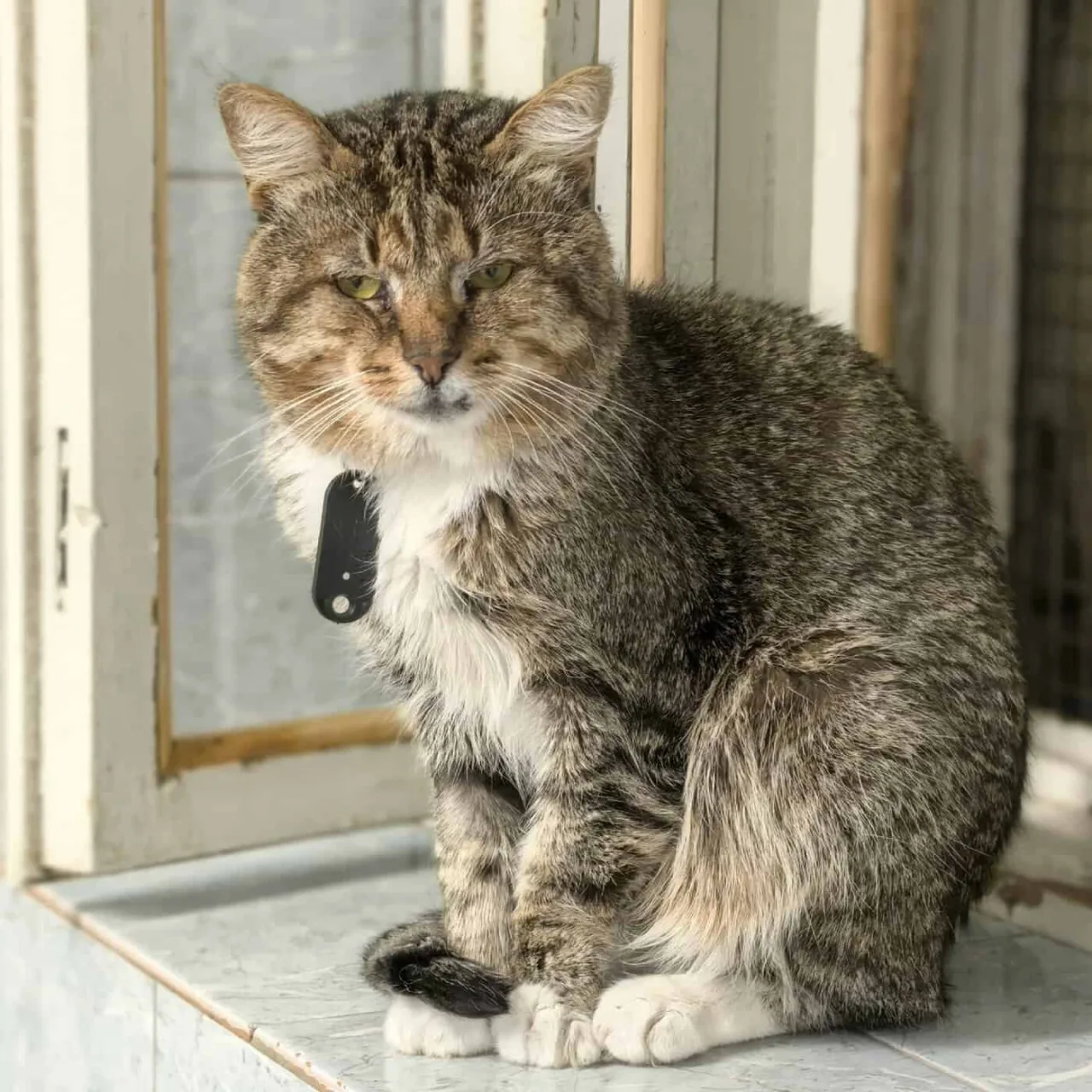 Кошка Фредди, кот, Приют «Преданное сердце», Санкт-Петербург. Фото 5 из 5.