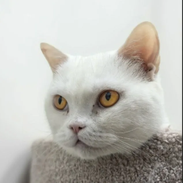 Кошка Блю Айви, кошка, Приют «Преданное сердце», Санкт-Петербург. Фото 3 из 6.