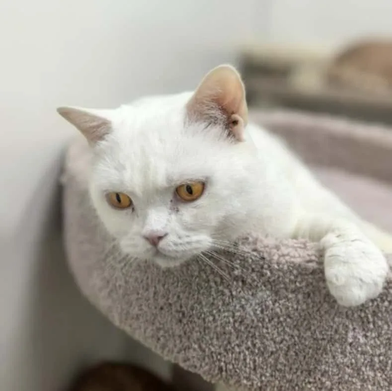 Кошка Блю Айви, кошка, Приют «Преданное сердце», Санкт-Петербург. Фото 4 из 6.