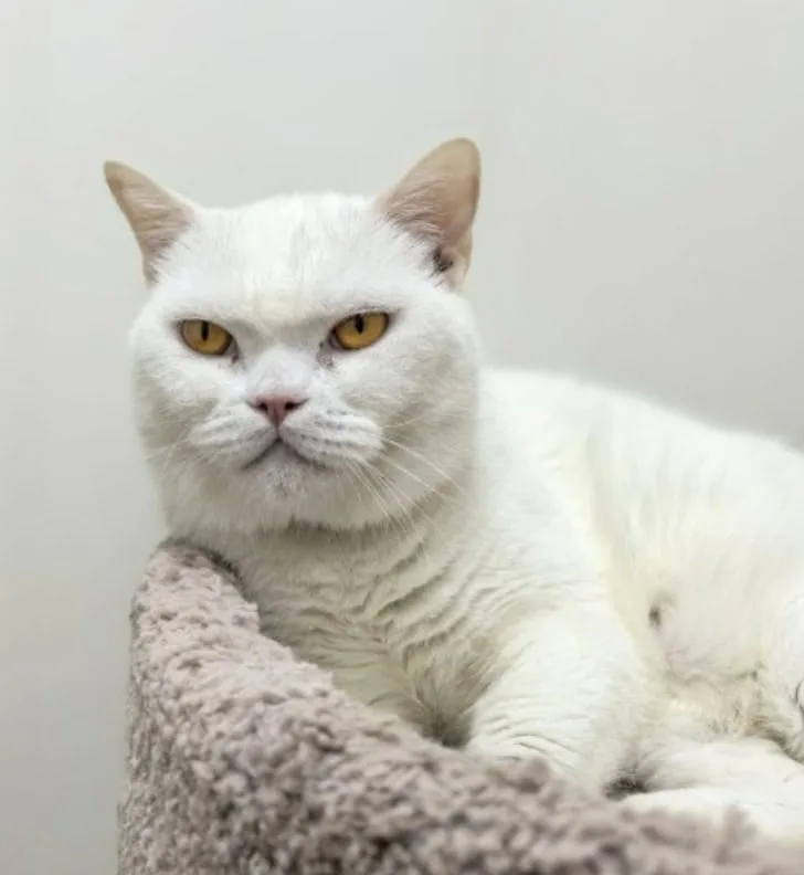 Кошка Блю Айви, кошка, Приют «Преданное сердце», Санкт-Петербург. Фото 5 из 6.