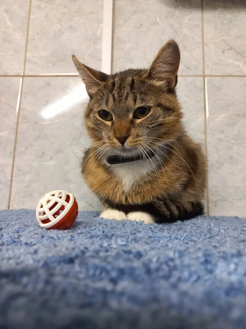 Кошка Свечка, кошка, Приют «Преданное сердце», Санкт-Петербург. Фото 4 из 9.