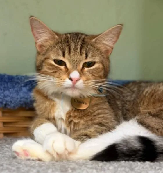 Кошка Шанте, кошка, Приют «Преданное сердце», Санкт-Петербург. Фото 7 из 8.