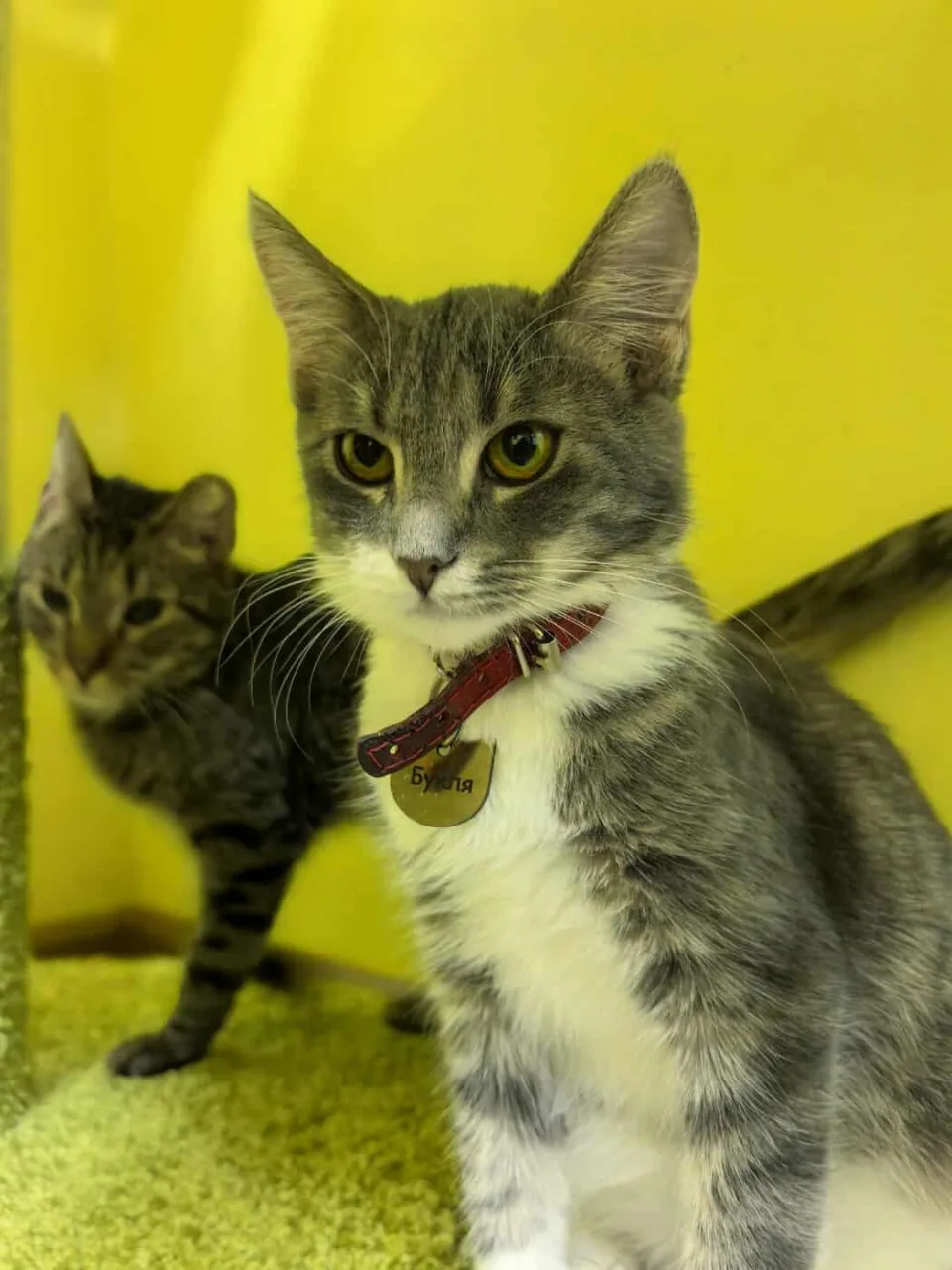 Кошка Букля, кошка, Приют «Преданное сердце», Санкт-Петербург. Фото 4 из 7.