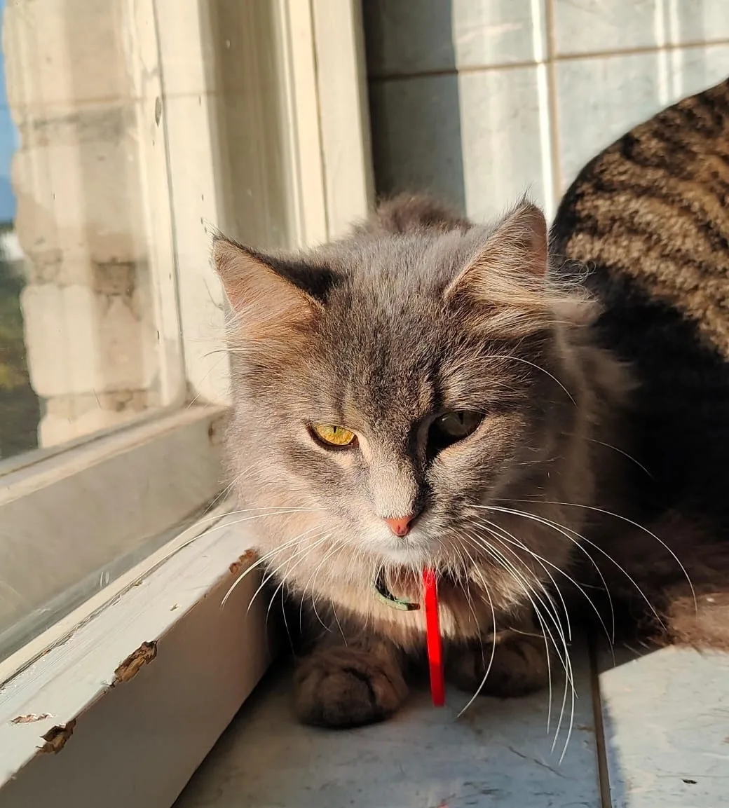 Кошка Гермиона, кошка, Приют «Преданное сердце», Санкт-Петербург. Фото 5 из 8.