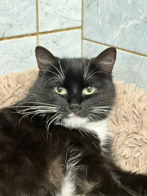 Уля — кошка Около 3 лет, Санкт-Петербург
