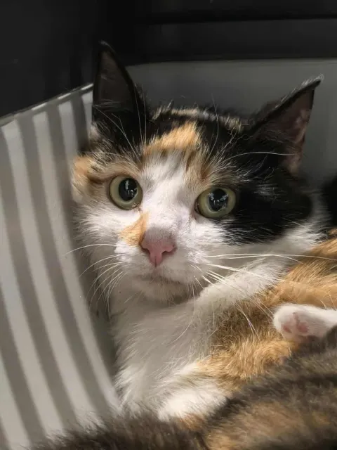 Варвара — кошка Около 4 лет, Санкт-Петербург