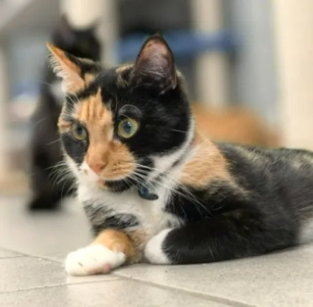 Кошка Тейлор, кошка, Приют «Преданное сердце», Санкт-Петербург. Фото 4 из 8.