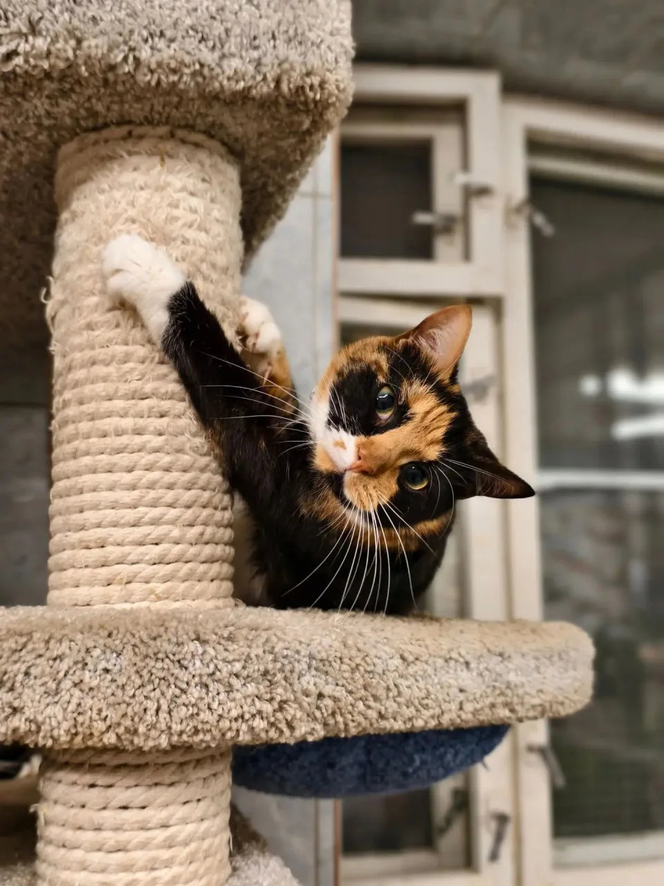 Кошка Тейлор, кошка, Приют «Преданное сердце», Санкт-Петербург. Фото 6 из 8.