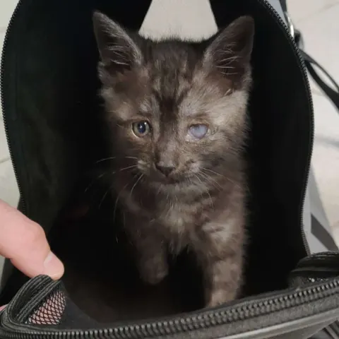 Лёлик — кошка Около 1 года, Санкт-Петербург
