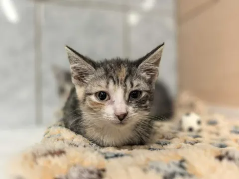 Маляка — кошка Около 1 года, Санкт-Петербург