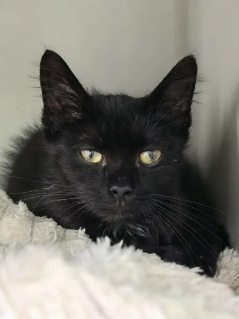 Пончик — кошка Около 1 года, Санкт-Петербург