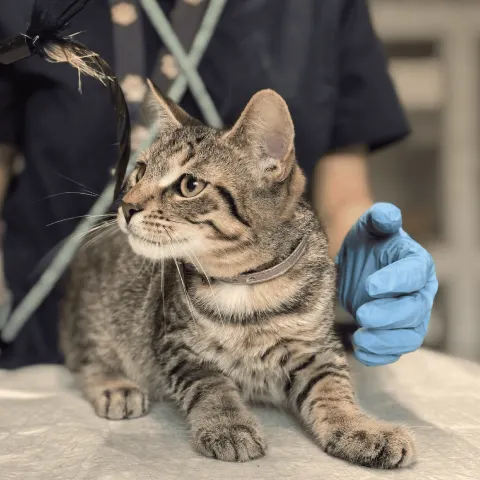 Кокос — кошка Около 1 года, Санкт-Петербург
