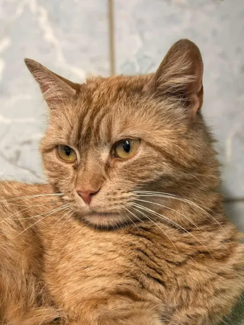 Аляска — кошка Около 4 лет, Санкт-Петербург
