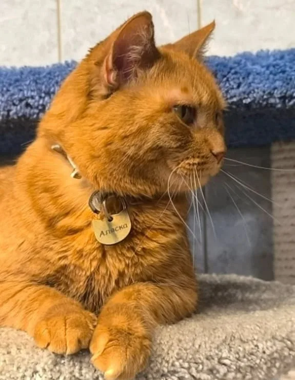 Кошка Аляска, кошка, Приют «Преданное сердце», Санкт-Петербург. Фото 8 из 9.