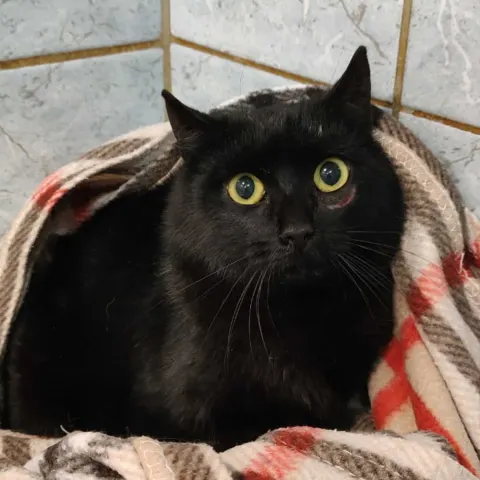 Ежевика — кошка Около 2 лет, Санкт-Петербург