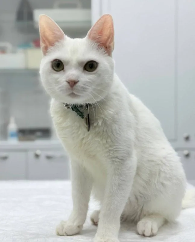 Кошка Файза, кошка, Приют «Преданное сердце», Санкт-Петербург. Фото 2 из 7.