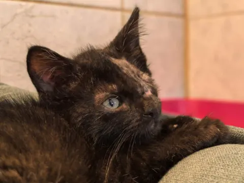 Кукуська — кошка Около 1 года, Санкт-Петербург
