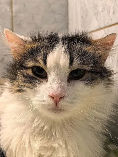 Филадельфия — кошка Около 5 лет, Санкт-Петербург