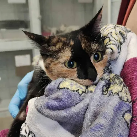 Нокса — кошка Около 2 лет, Санкт-Петербург