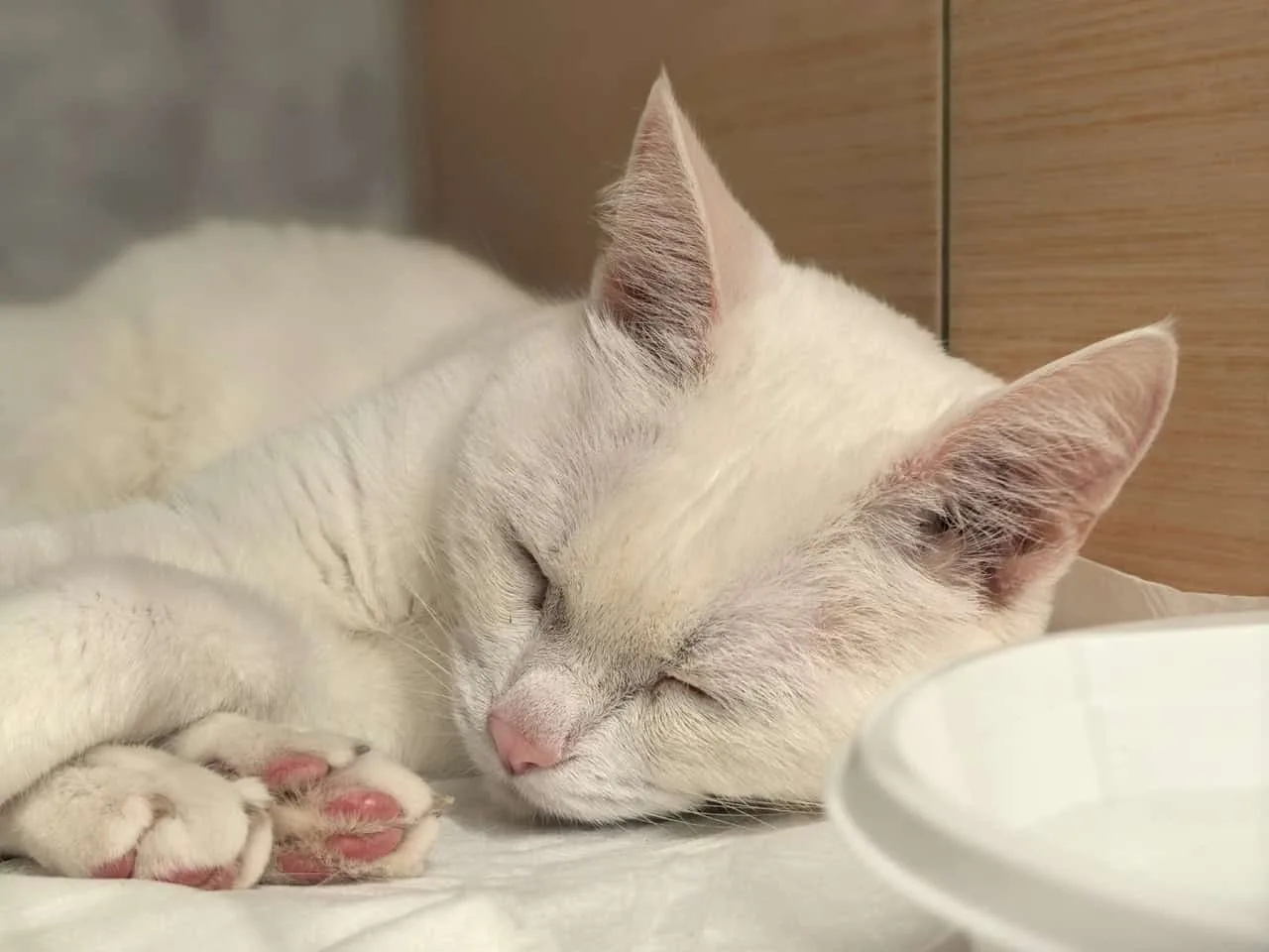 Кошка Геральт, кот, Приют «Преданное сердце», Санкт-Петербург. Фото 1 из 5.
