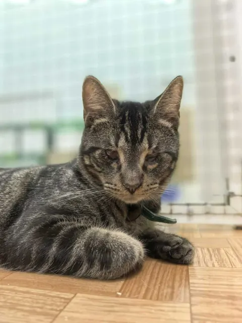 Майонез — кошка Около 1 года, Санкт-Петербург