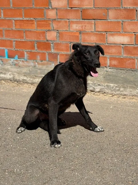Собака Стаут, кобель, Приют Малинки (Кожухово), Москва. Фото 5 из 8.